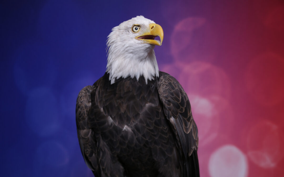 When Your Photo Booth Guest Is a Live Bald Eagle: Two Unforgettable Nebraska Events